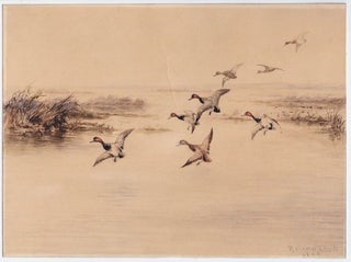 Item #59446 Eight redheads descending into a lakeside marsh, a watercolor picturing the ducks...