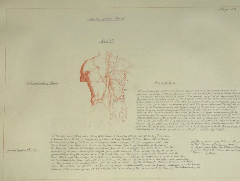 Item #64450 ARTIST'S ANATOMICAL DRAWING BOOK, ILLUSTRATED WITH NEARLY 400 ORIGINAL SKETCHES, AND DETAILED NOTES ON CHARACTERISTICS OF MUSCLE STRUCTURE AND ANATOMY. A PRELIMINARY FOR RIMMER'S PUBLISHED WORK, "ART ANATOMY." William Rimmer.