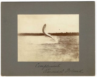 Item #64577 A LEAPING TARPON, completely out if the water, with a tree line in the distant...